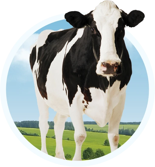 Grassland cow detail